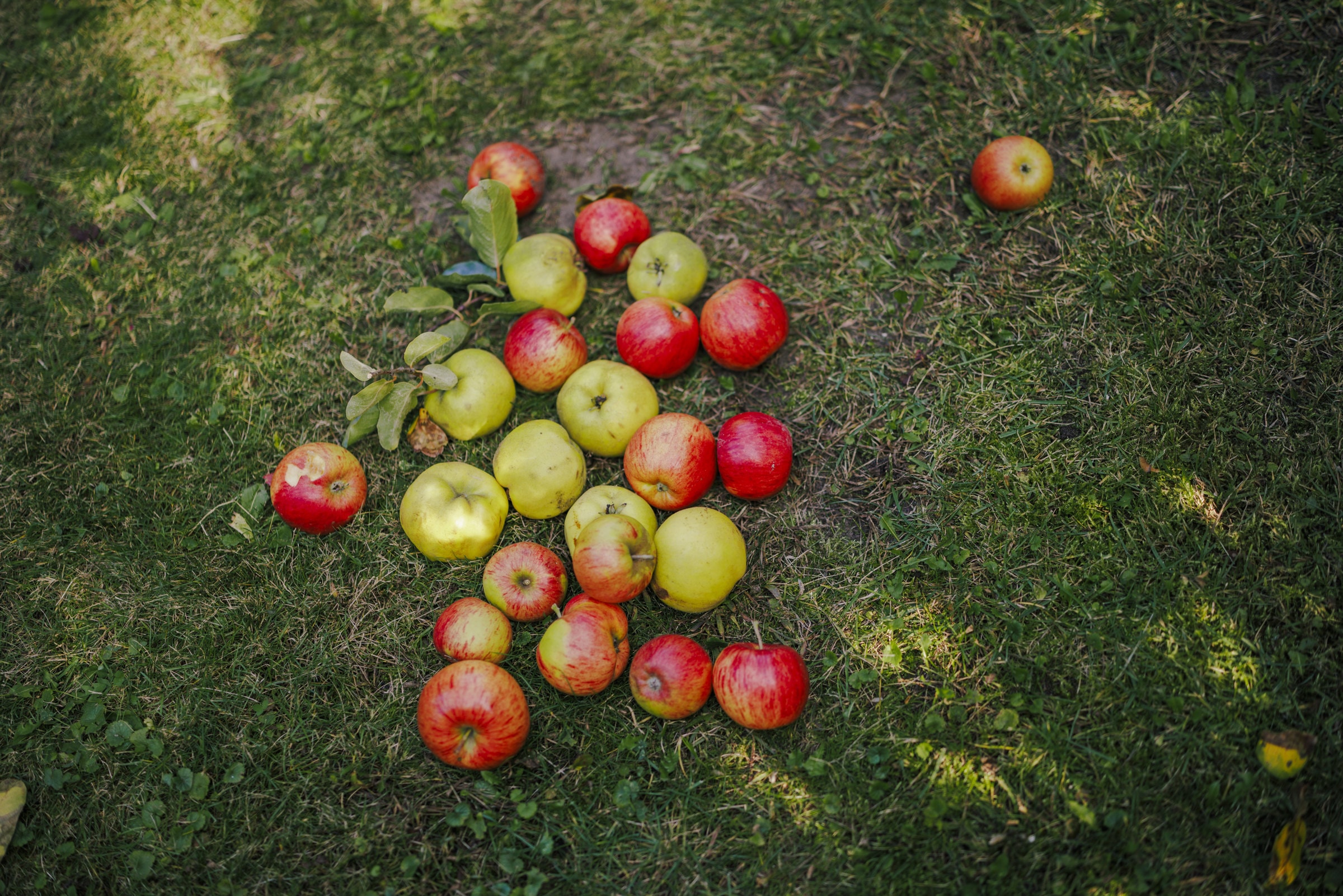 Äpfel auf dem Rasen