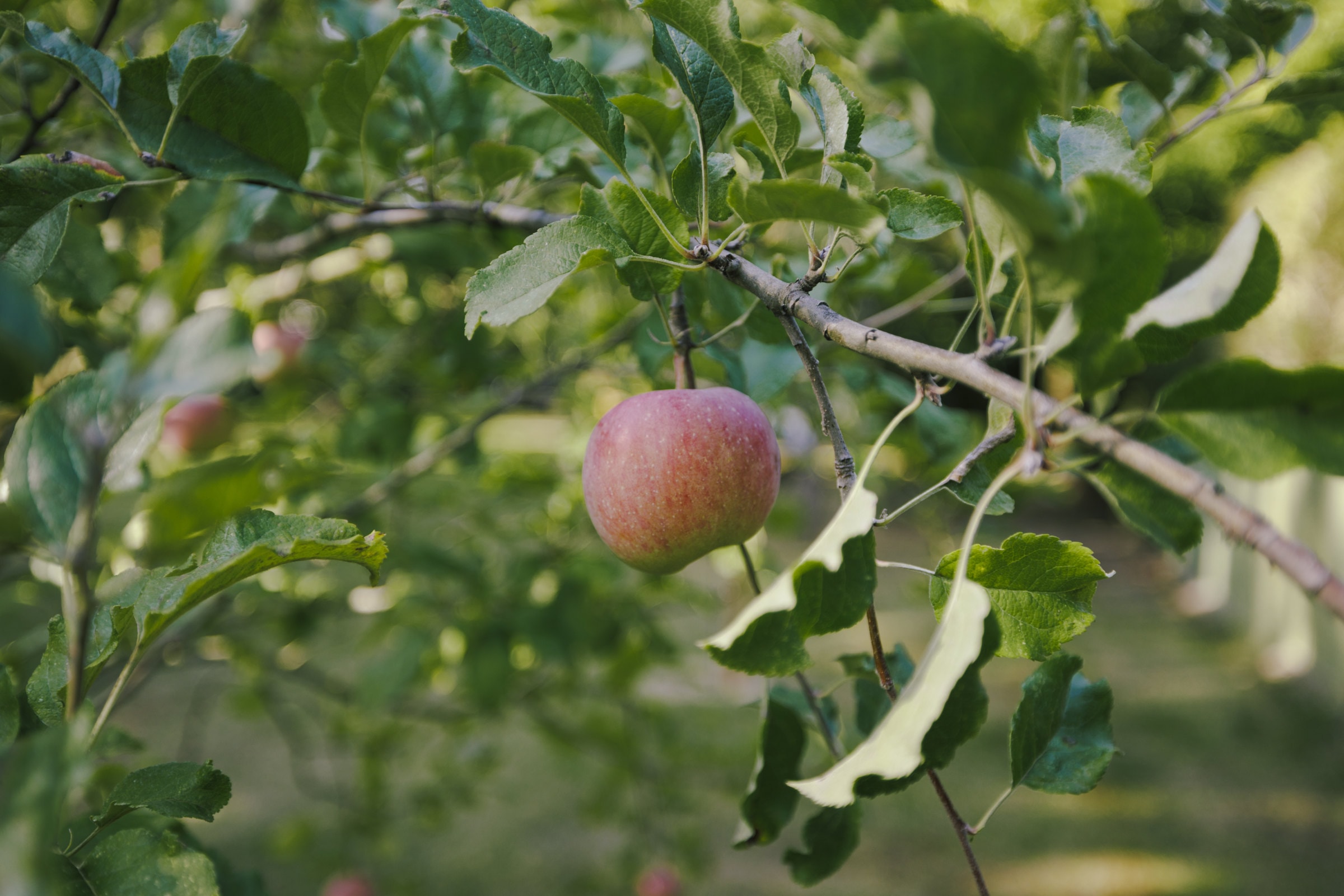 Apfel am Baum