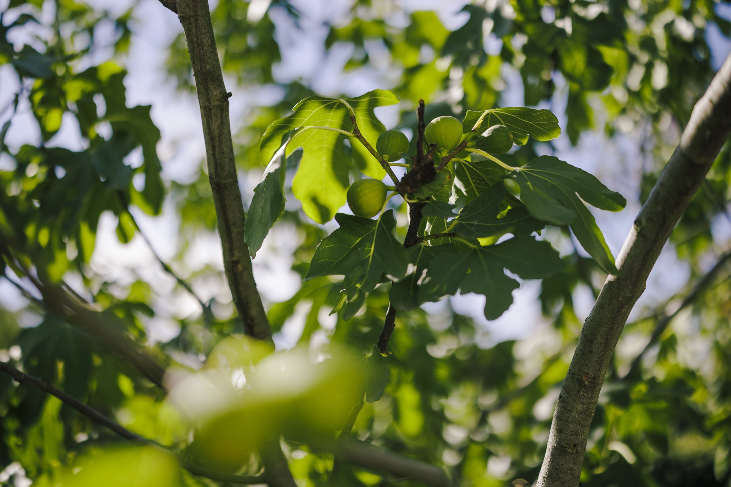Feigen am Baum