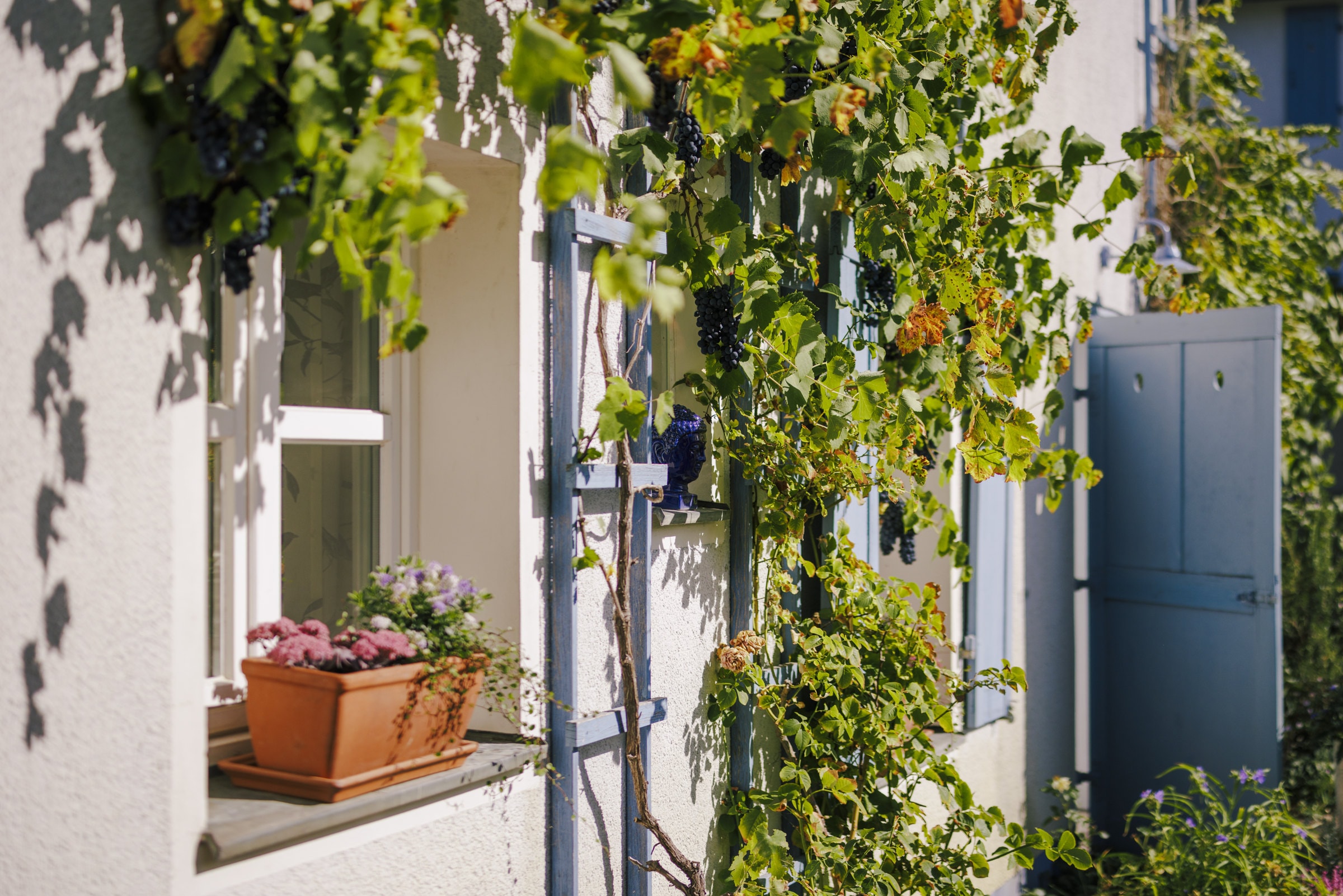 Fenster mit blauen Läden und Weinreben