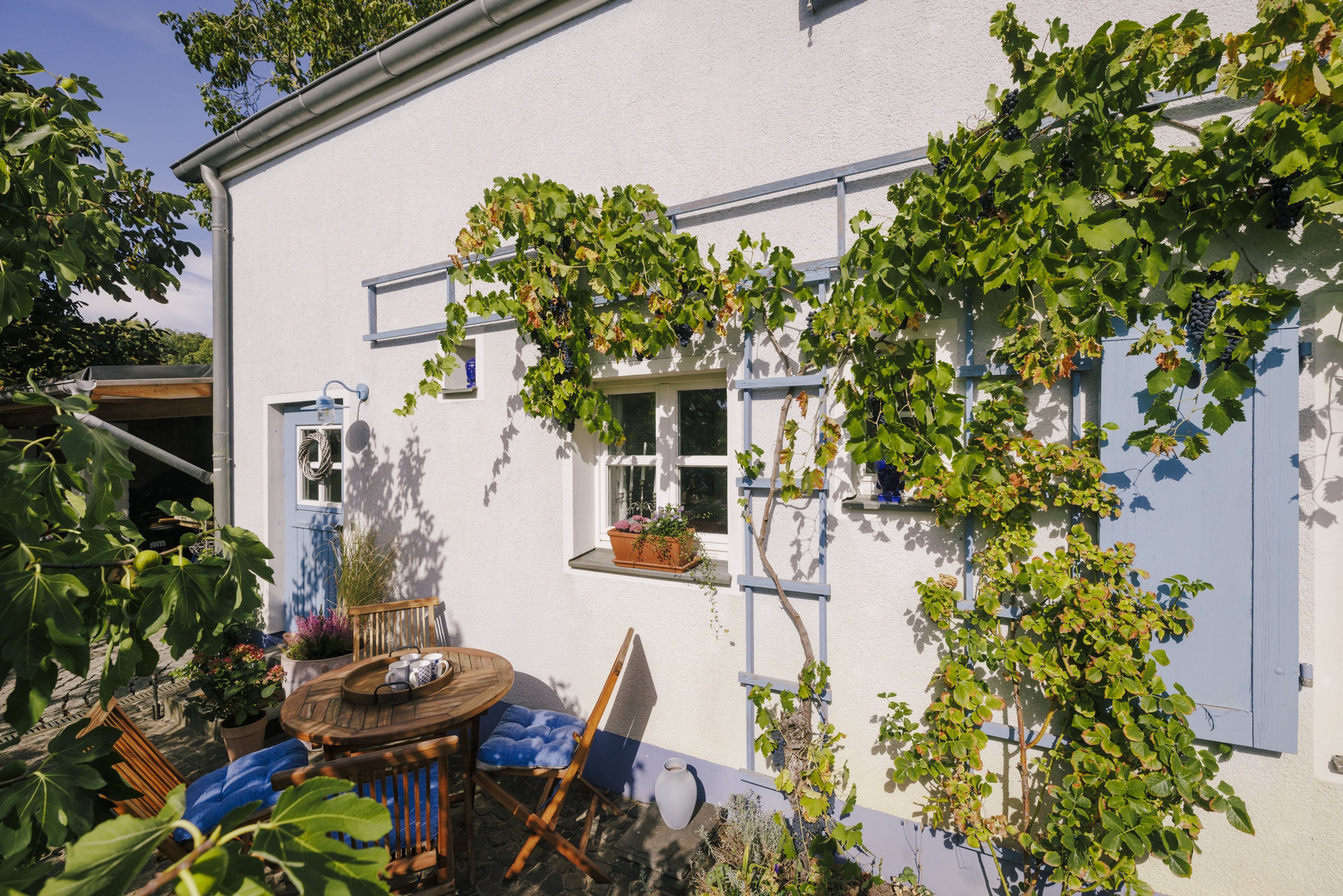 Weinreben an der weißen Hauswand