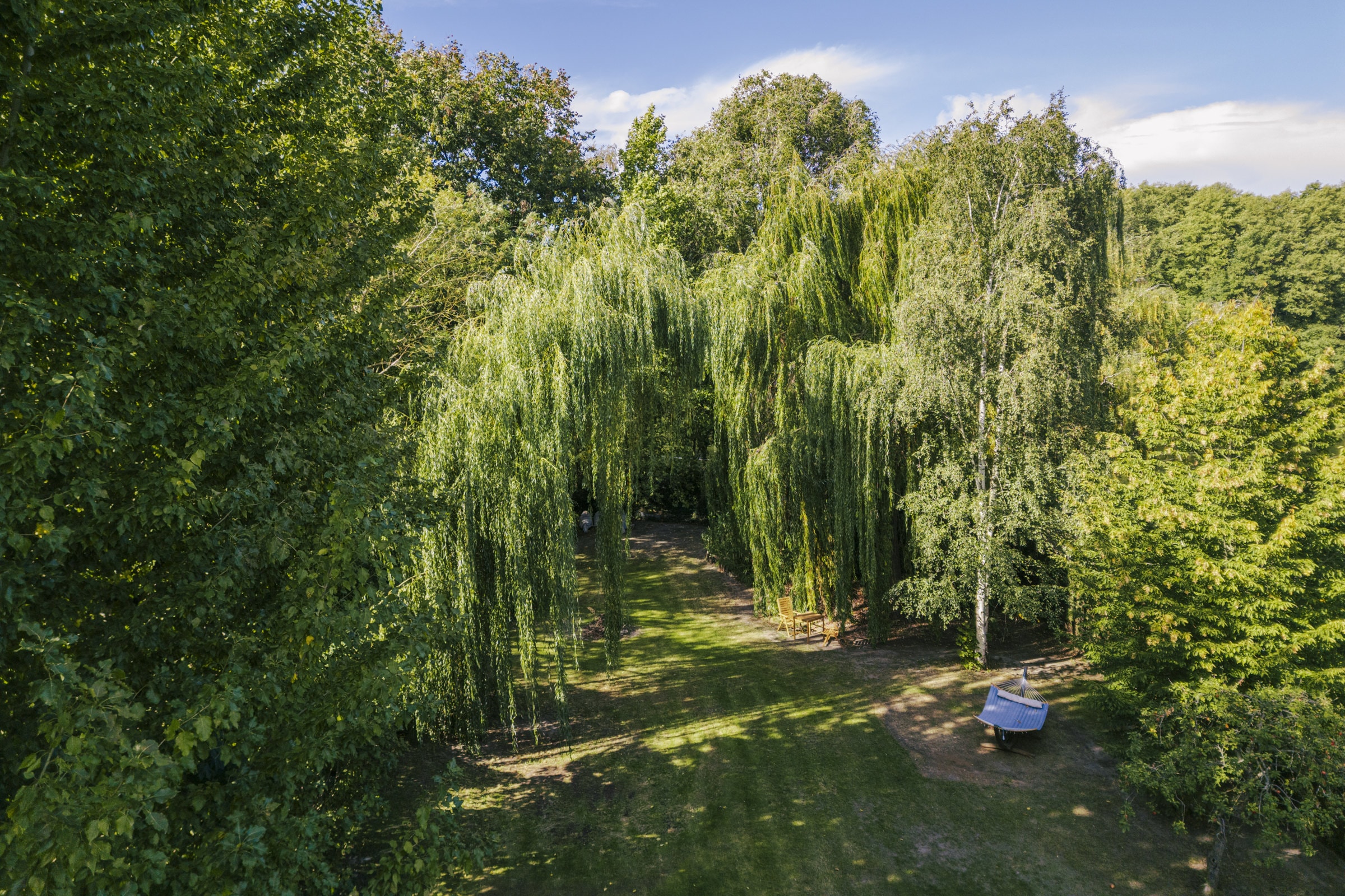 Große Wiese mit Trauerweiden